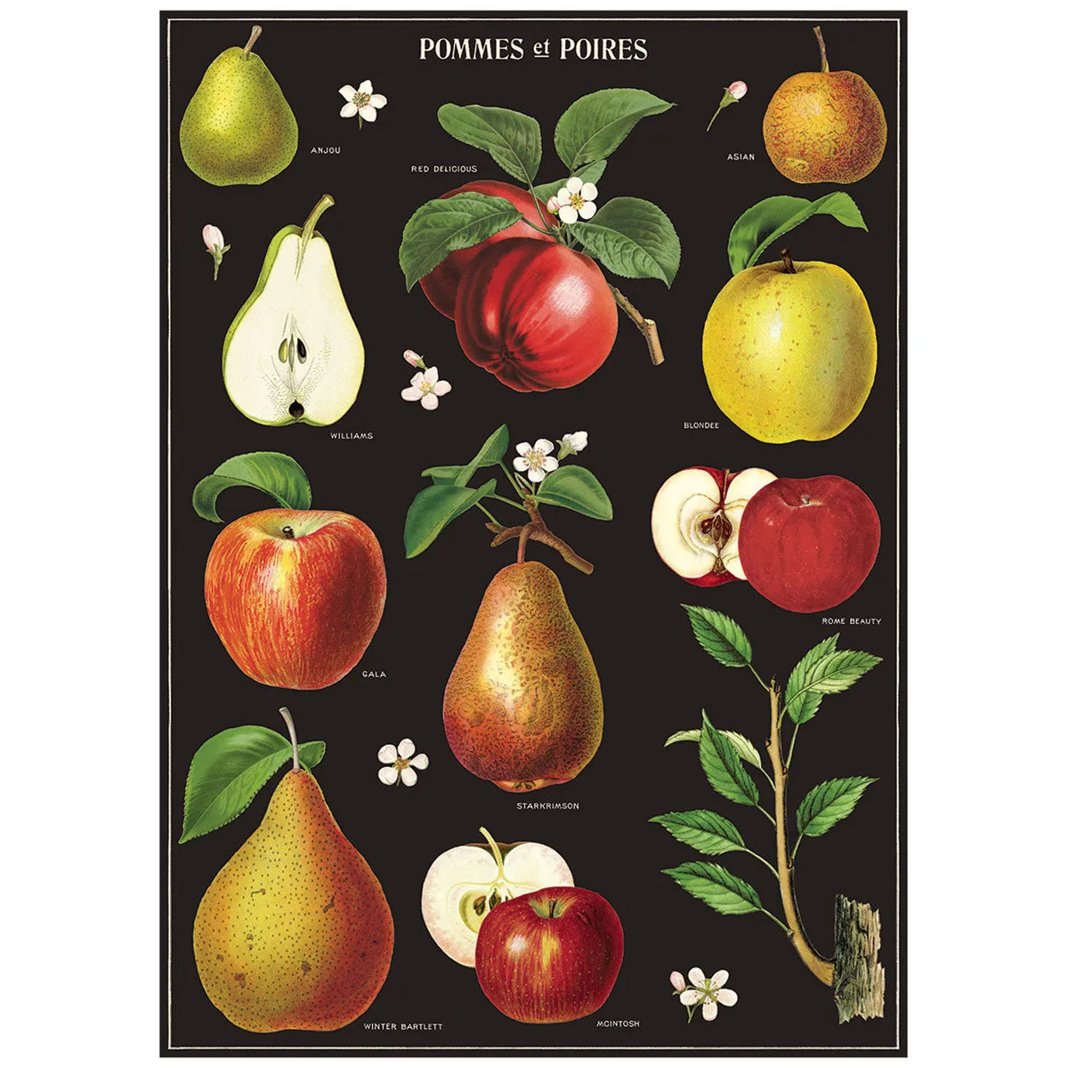 Apples and Pears Vintage Style Poster